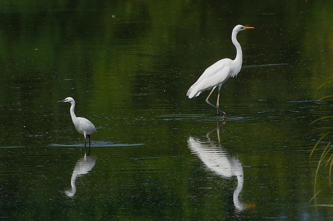 Aigrette garzette  - Jean-Luc Camillieri