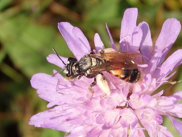 Andrena hattorfiana  - Dominique Holtz