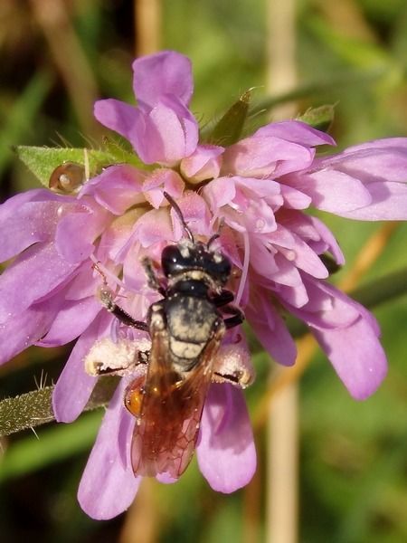 Andrena hattorfiana  - Dominique Holtz