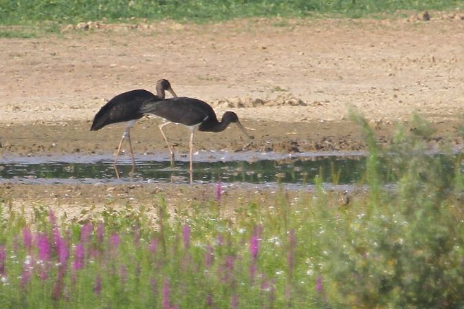 Cigogne noire  - Marc Groell