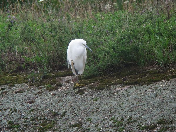 Aigrette garzette  - Olivier Steck