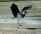 Cigogne noire  - Denis Dujardin