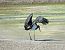 Cigogne noire  - Denis Dujardin