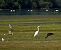 Cigogne noire  - Denis Dujardin