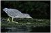 Bihoreau gris (Nycticorax nycticorax) © Flavien Manguila