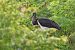 Cigogne noire  - Jean-Luc Camillieri