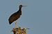 Cigogne noire  - Jean-Luc Camillieri