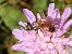Andrena hattorfiana  - Dominique Holtz