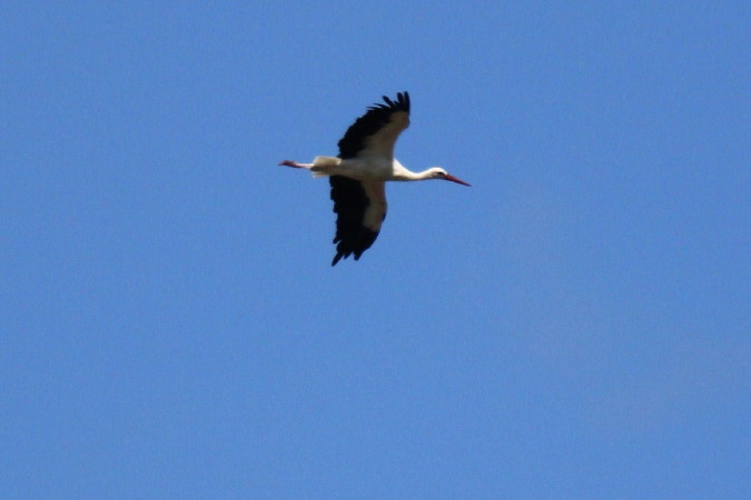 Cigogne blanche  - Jean-Paul Le Mao