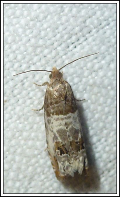 Notocelia trimaculana  - Yvon Guenescheau