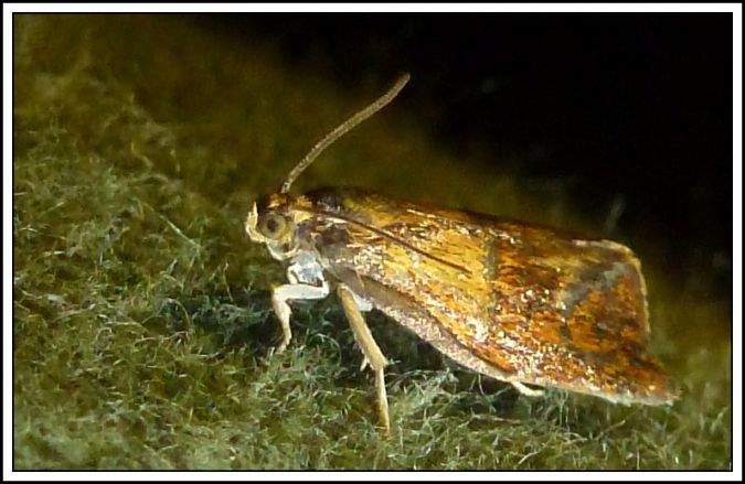 Ptycholoma lecheana  - Yvon Guenescheau