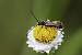 Stenopterus rufus  - Michel Gys