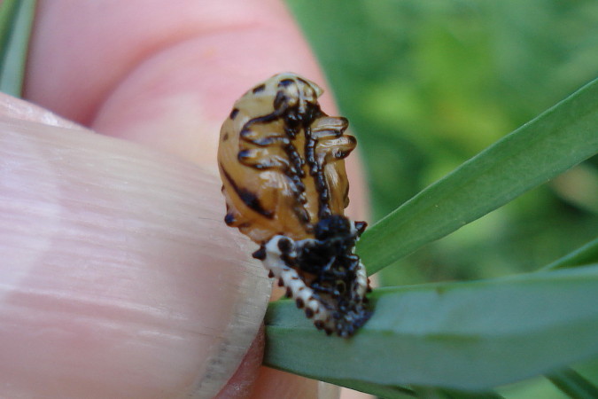 Chrysomèle du peuplier 
