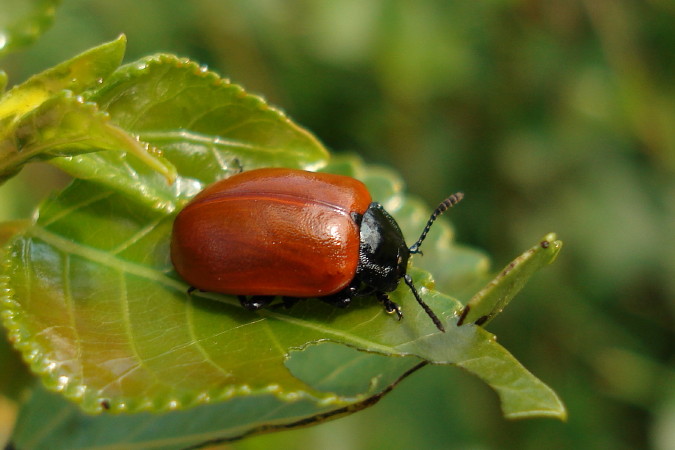 Chrysomèle du peuplier 