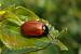 Red Poplar Leaf Beetle 