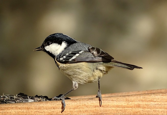 Mésange noire  - Aurore T.