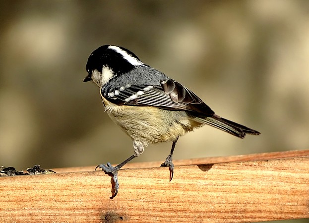 Coal Tit  - Aurore T.