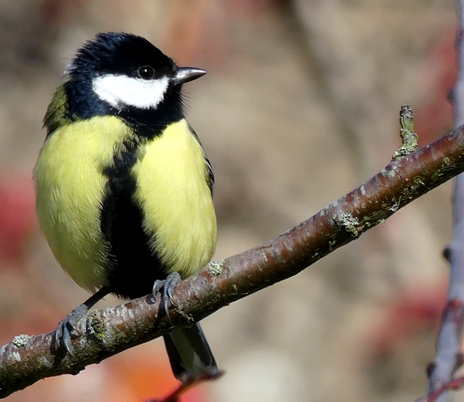 Mésange charbonnière  - Frédéric Masson