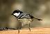 Coal Tit  - Aurore T.