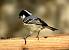 Coal Tit  - Aurore T.