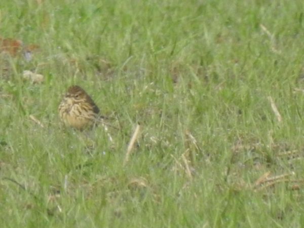 Pipit farlouse  - Emmanuel Noyer
