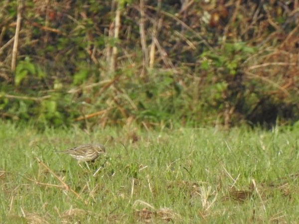 Pipit farlouse  - Emmanuel Noyer