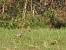 Pipit farlouse  - Emmanuel Noyer