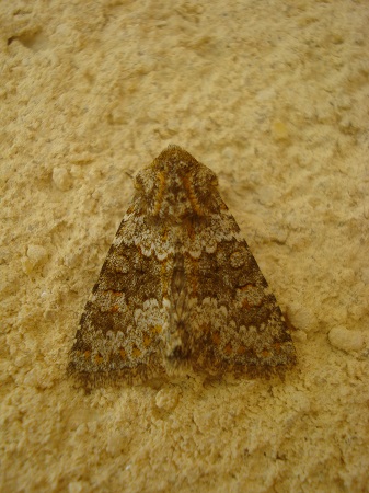 Hecatera dysodea  - Mickaël Jumeau