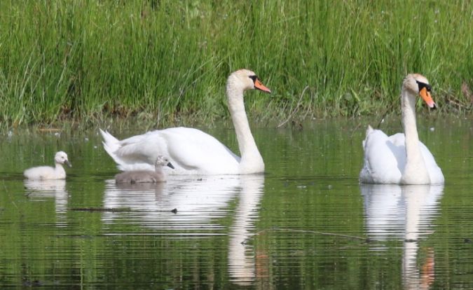 Cygne tuberculé  - Jean-Paul Le Mao