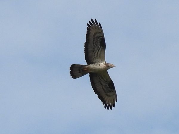 Détail de l'observation - www.faune-anjou.org
