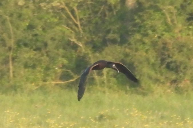 Ibis falcinelle  - Emmanuel Noyer