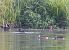 Canard souchet - Noyer Emmanuel