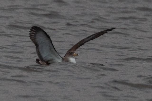 Puffin cendré  - Andy Butler