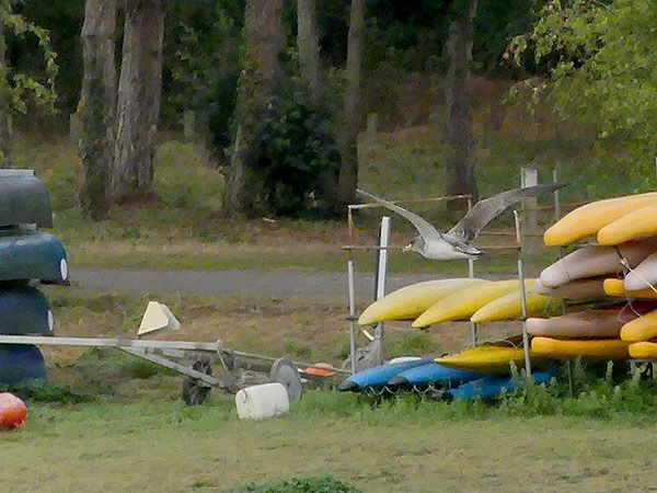 Puffin cendré  - Alain Fossé🦤