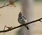 Gobemouche gris (Muscicapa striata) © Robert Hersant