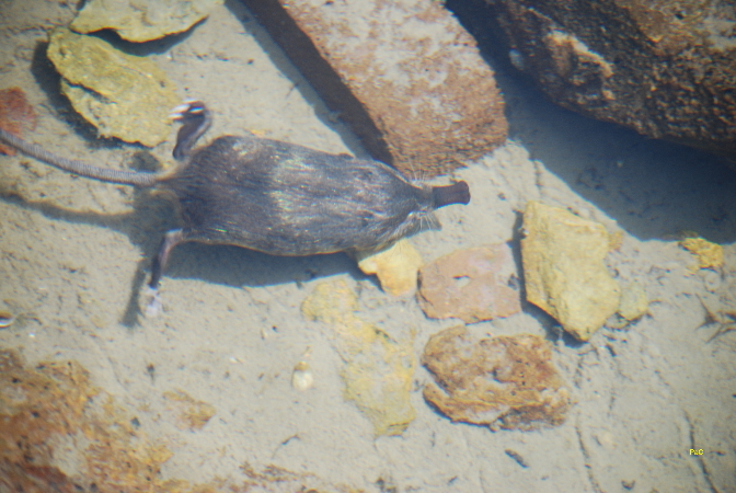 Bemerkung zur Beobachtung