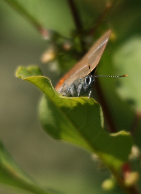 White-letter Hairstreak  - Sophie Damian