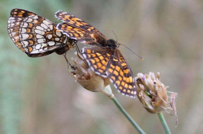 Mélitée des mélampyres  - Sophie Damian