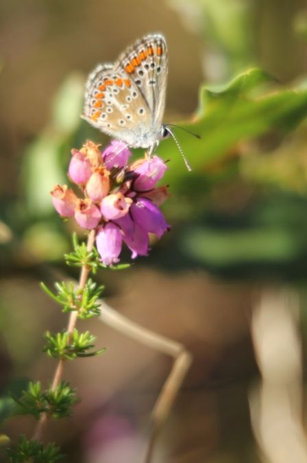 Brown Argus  - Sophie Damian
