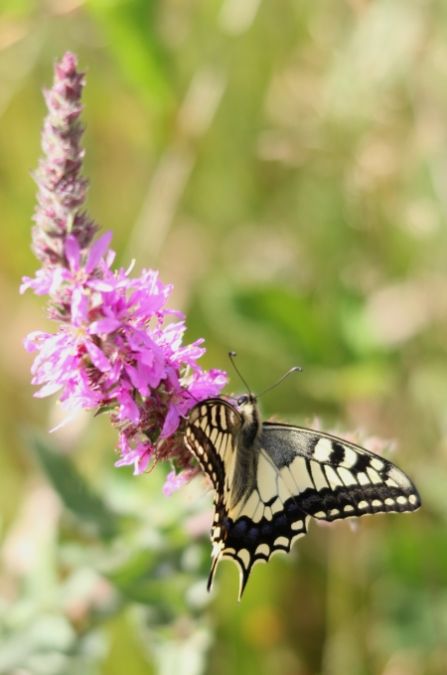 Machaon  - Sophie Damian