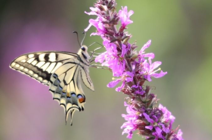 Machaon  - Sophie Damian