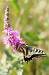 Machaon  - Sophie Damian
