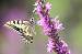 Machaon  - Sophie Damian