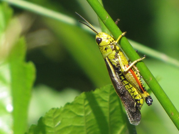 Stethophyma grossum - Mathieu Sannier (LPO Aqu)