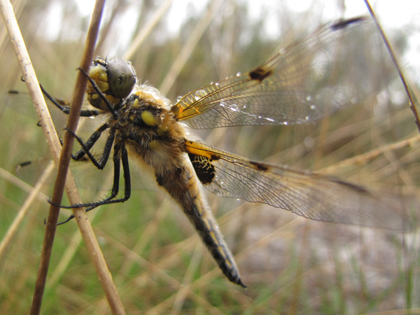 Libellula quadrimaculata - Mathieu Sannier (LPO Aqu)