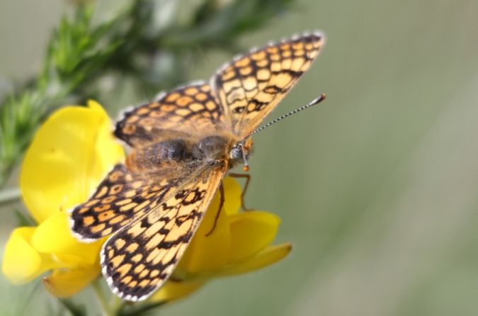 Glanville Fritillary  - Sophie Damian