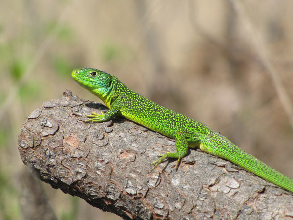 Lézard à deux raies (L. vert occidental) - Mathieu Sannier (LPO Aqu)