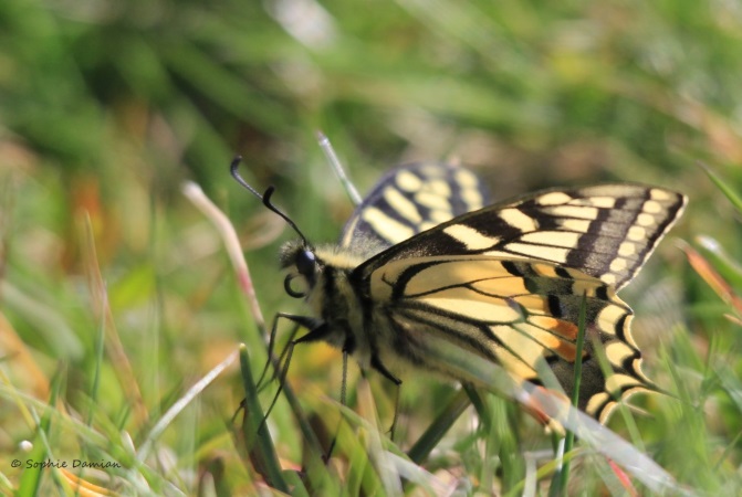 Machaon  - Sophie Damian