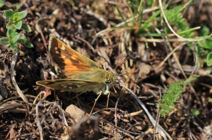 Comma  - Sophie Damian
