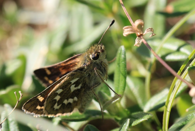 Comma  - Sophie Damian